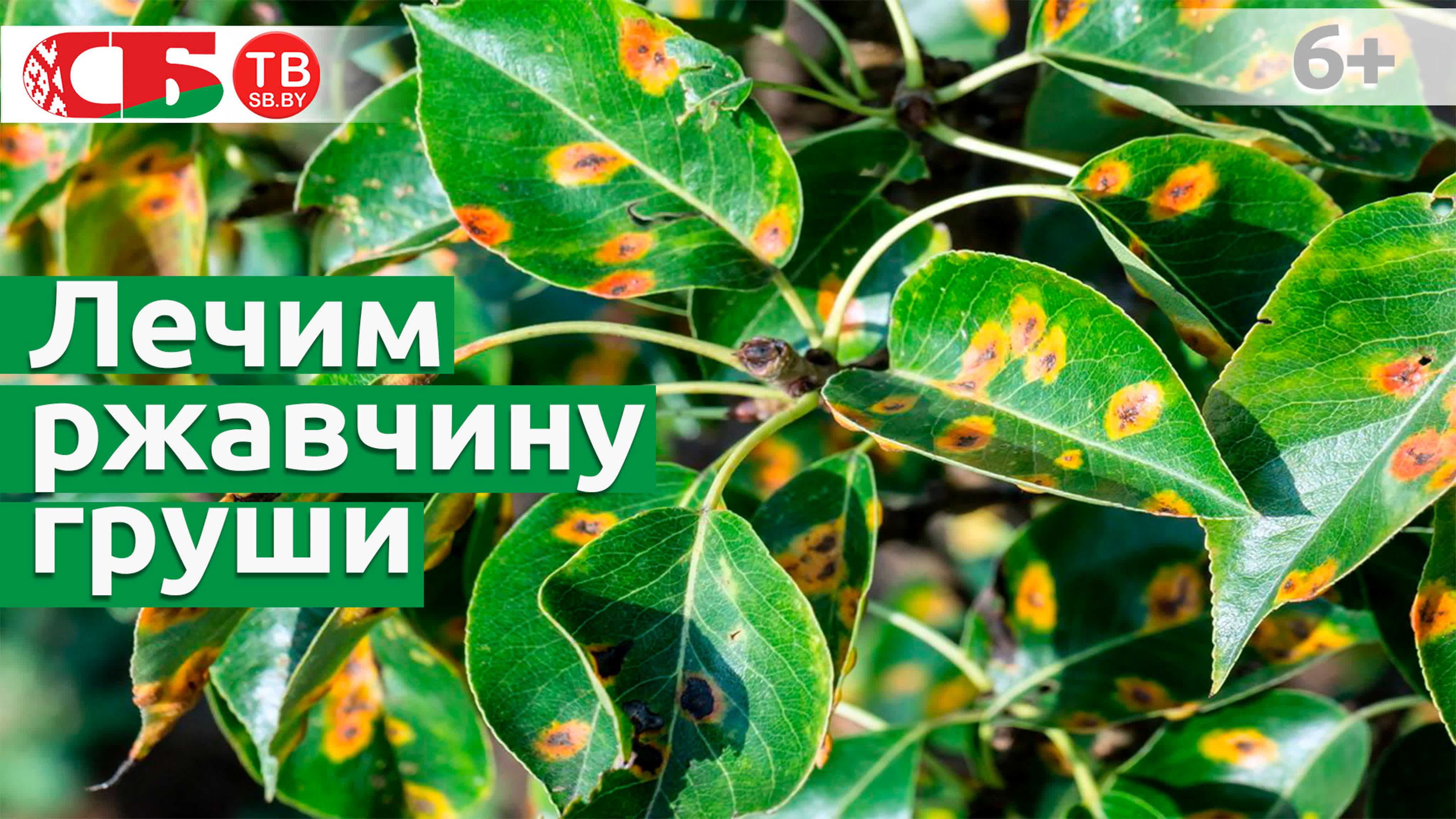 Ржавчина на груше: признаки болезни, как бороться, чем обрабатывать