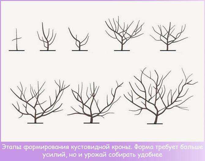 Как и когда обрезать персик весной: сроки, правила и схемы обрезки молодого и старого дерева