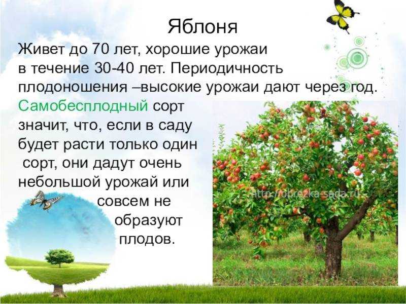 Что нужно яблоне. Яблоня дерево. Срок жизни плодовых деревьев. Сколько лет растет яблоня. Яблоня Продолжительность жизни дерева.