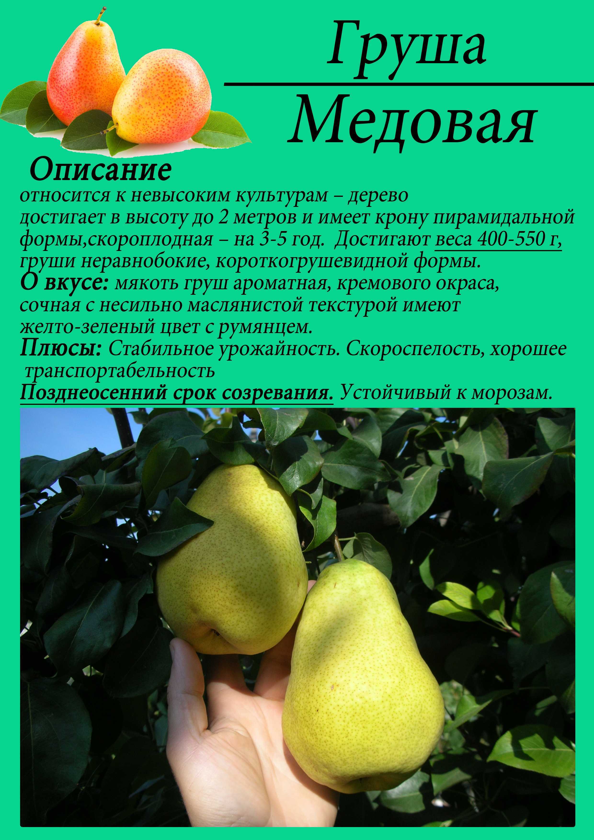 Груша велеса: описание и характеристики сорта, морозостойкость, плюсы и минусы, посадка и уход