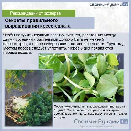 Особенности выращивания различных видов салата