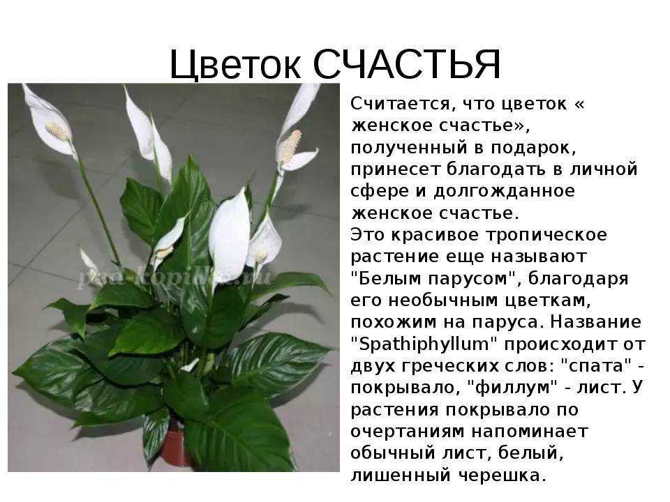 Про народные приметы и суеверия о комнатных растениях