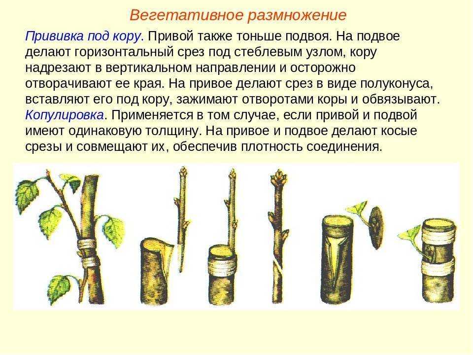 Прививка сливы осенью 3 способа