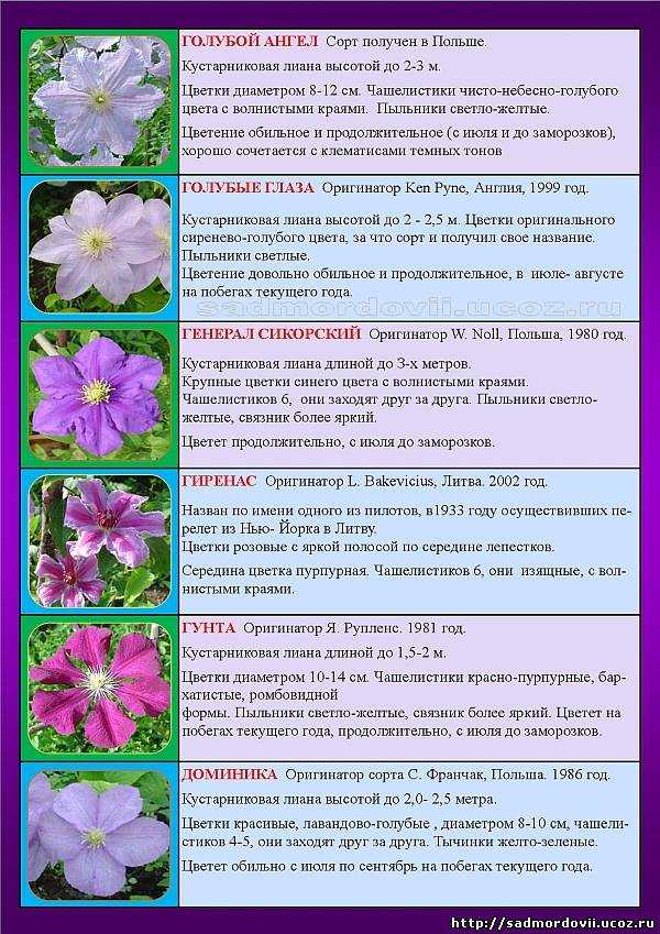 Подкормка клематисов весной: как и чем удобрить...