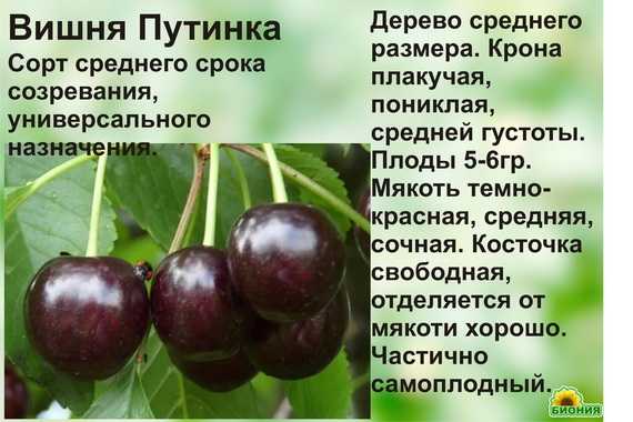 Гибрид вишни и черешни дюк, описание, сорт, отзывы.  дюк вишня черешня. сорт черевишня описание фото. вишня и черешня дюк