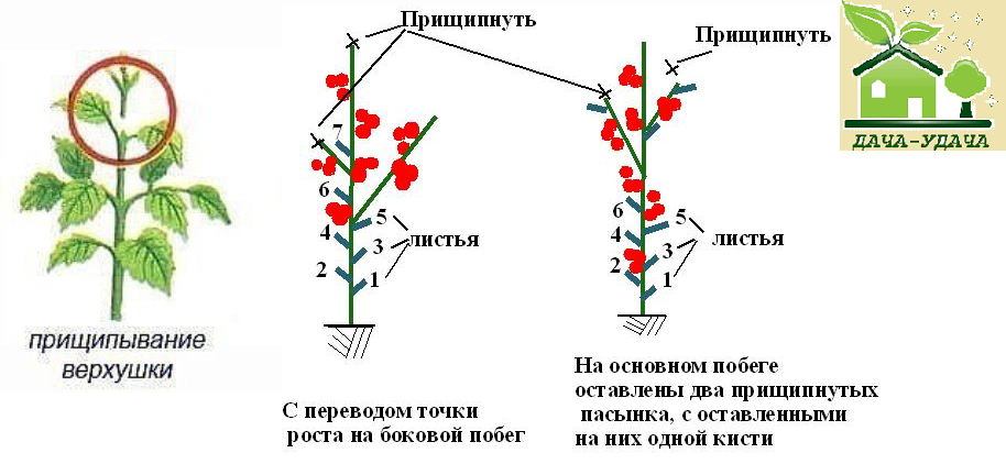 Выращивание помидоров в теплице из поликарбоната: агротехника, секреты