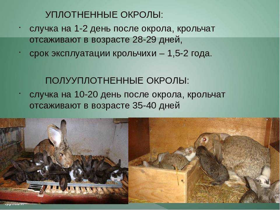 Спаривание и случка кроликов: как и когда подпускать крольчиху, технология случки в домашних условиях