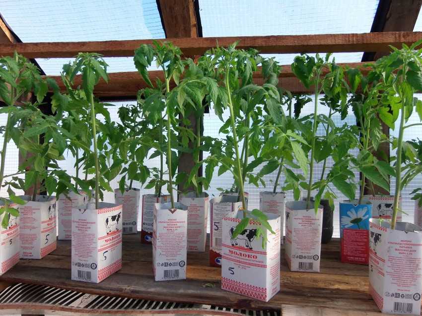 🍅зимние теплицы в квартире: 5 лучших способов увеличения урожайности