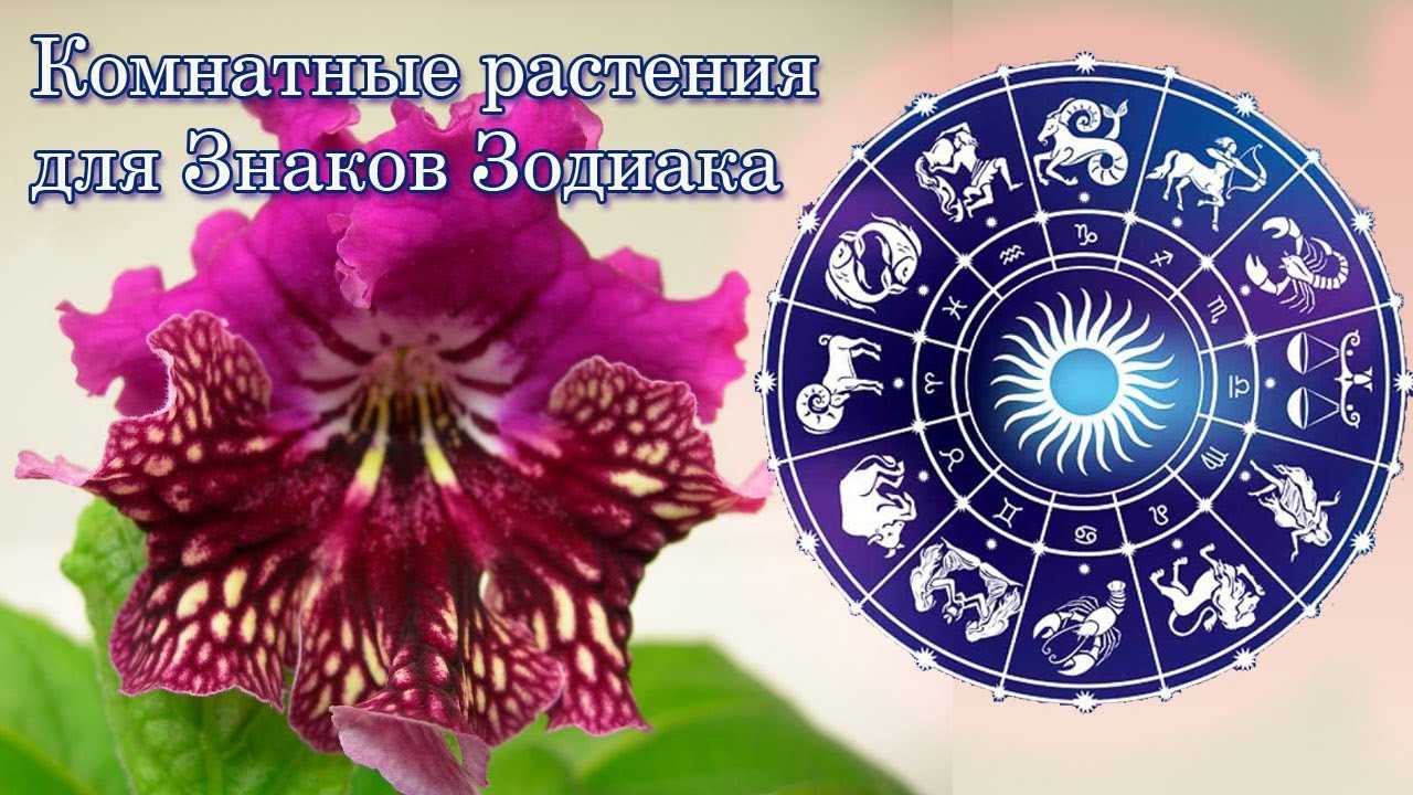 Какой ваш цветок по знаку зодиака (фото и описание)