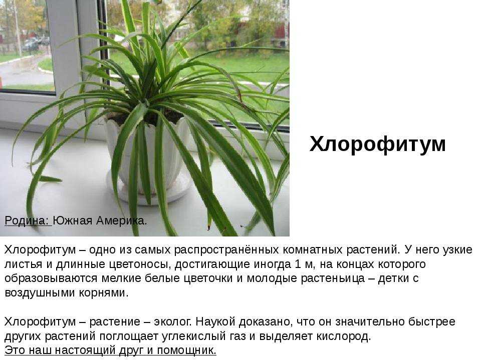 Хлорофитум оранжевый — неприхотливый красавец