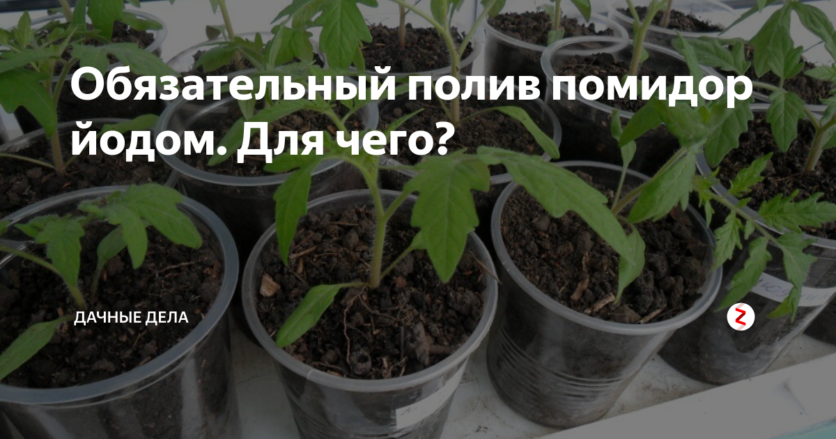 Болезни рассады помидор: что делать, чем обработать дома пятна на листьях