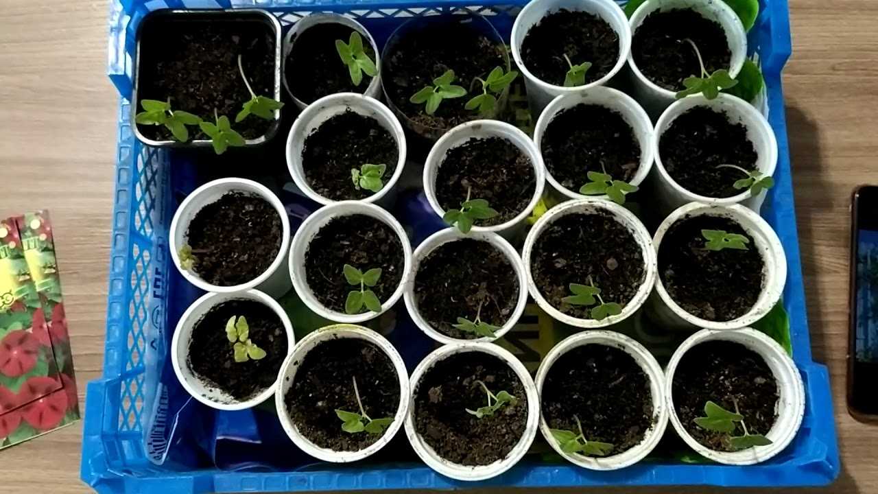 Ипомея многолетняя: посадка и уход в открытом грунте (+фото растения)