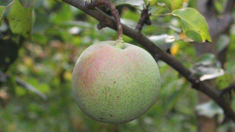Груша россошанская поздняя, ранняя, красивая (красавица), десертная