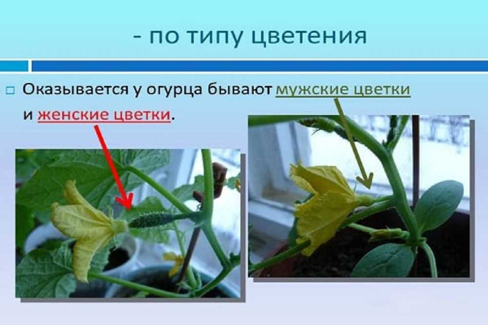 Огурцы на балконе