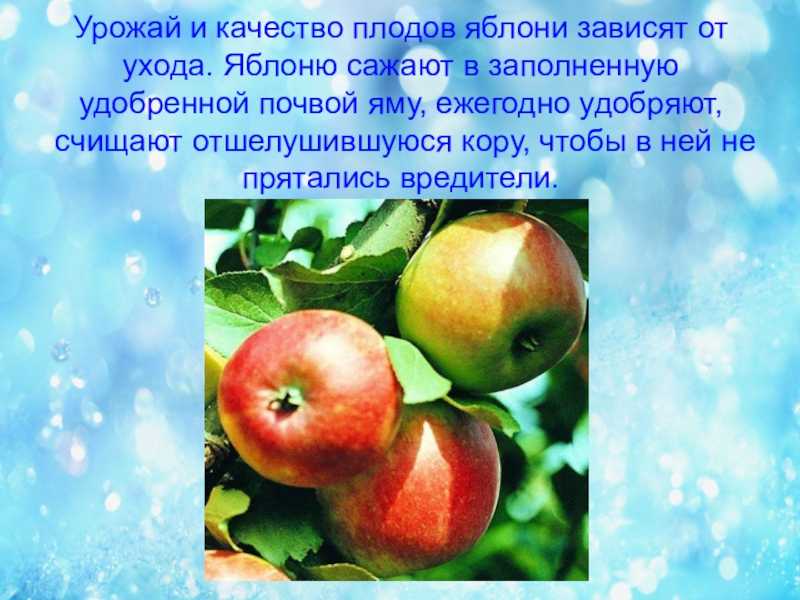 Яблоня относится к растениям. Сообщение о яблоне. Доклад про яблоню. Яблоня для презентации. Описание яблока.