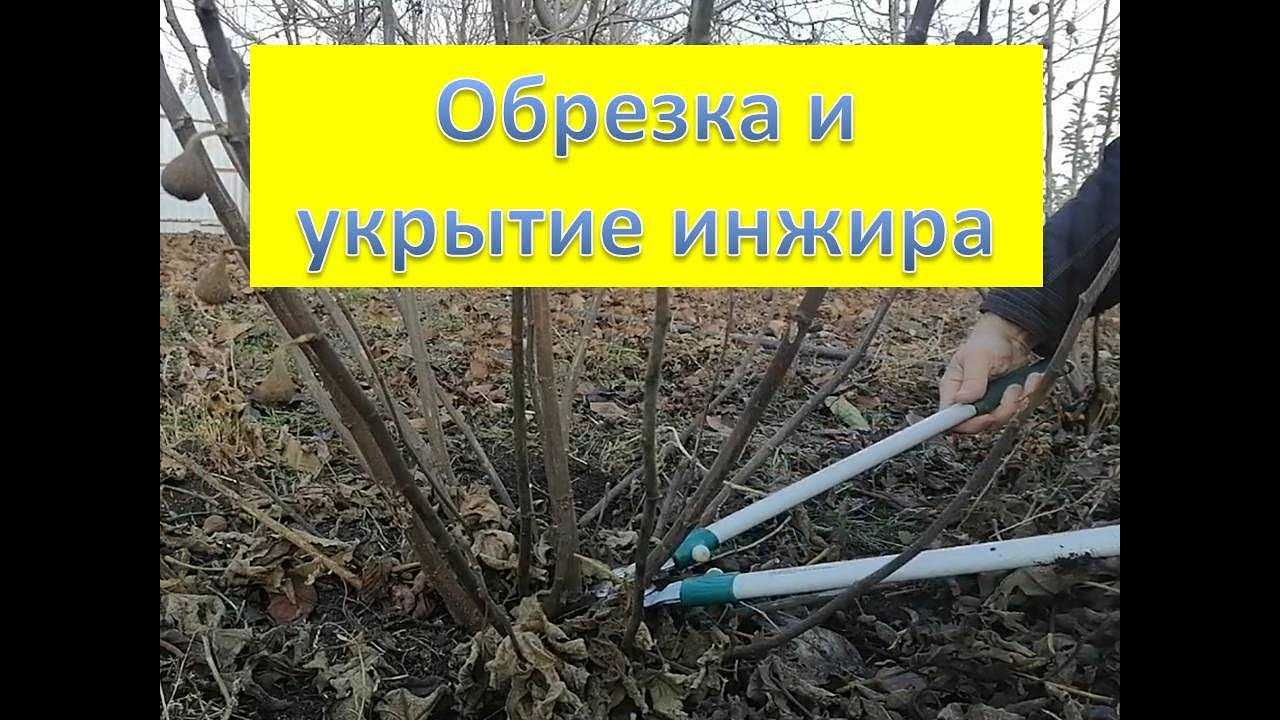 Сельские уроки. как сохранить инжир зимой в умеренном климате?