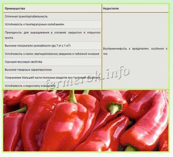Перец острый f1 пикантный колокольчик