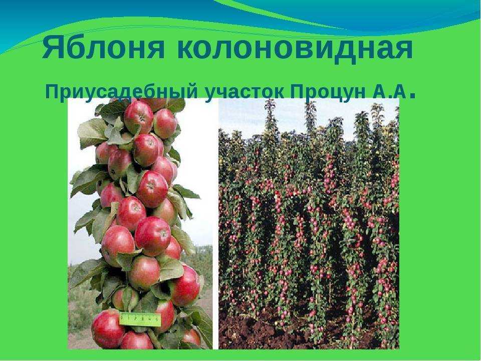 Персик — выращивание персиковых деревьев в своём саду