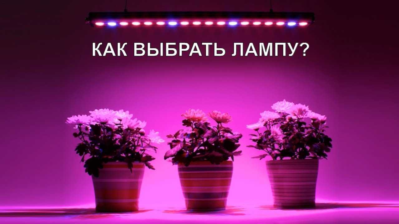 Чем, когда, как подсвечивать рассаду - все, что нужно знать о досвечивании