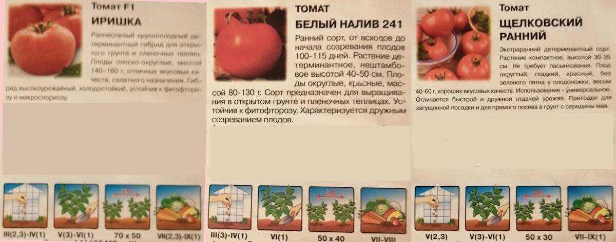 Описание сорта томатов белый налив с фото: характеристики помидоров и секреты выращивания