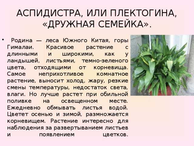 Выращиваем аспидистру – железную леди среди вечнозелёных