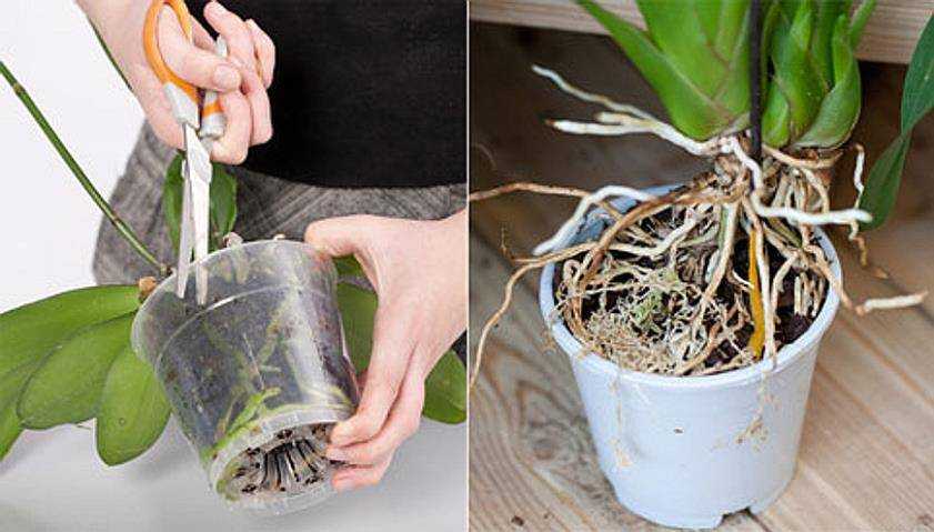 Можно пересадить цветущую орхидею в домашних условиях