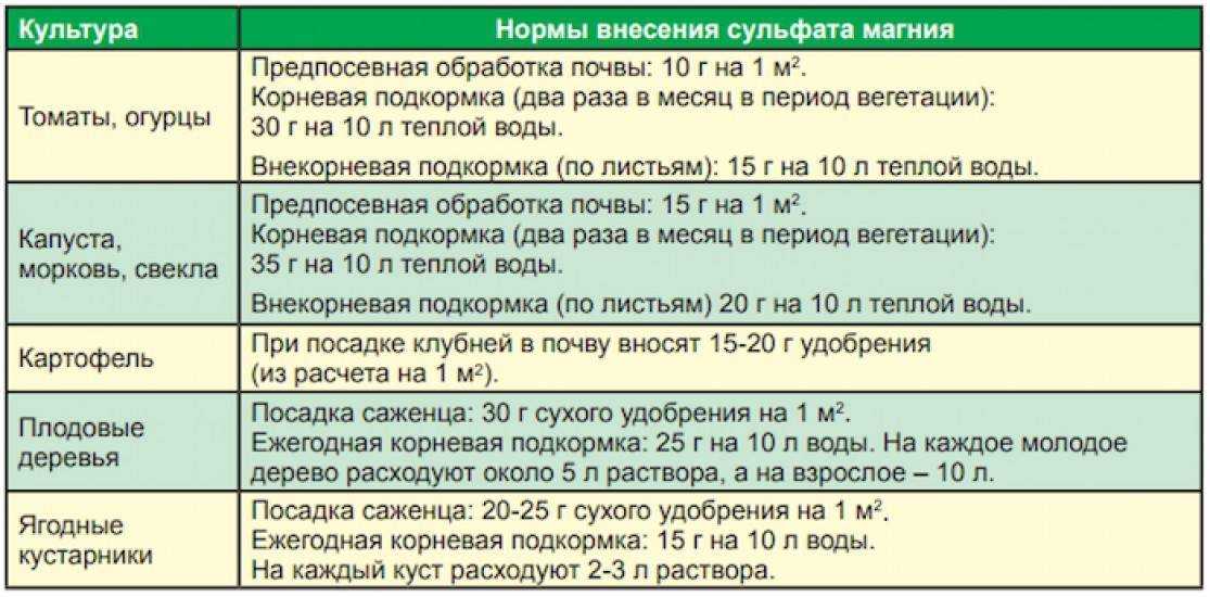 Садовая голубика. от посадки до урожая