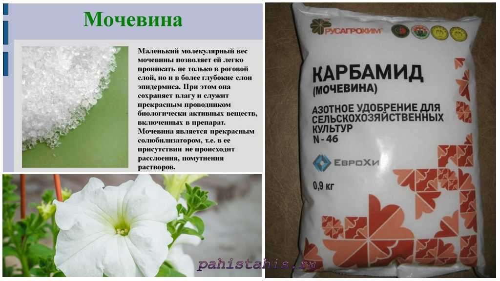 Подкормка петуний для роста и пышного цветения