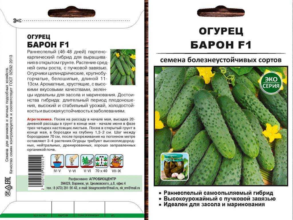 Огурец эколь f1: описание и характеристика сорта семян, отзывы садоводов об урожайности, фото куста, посадка и уход