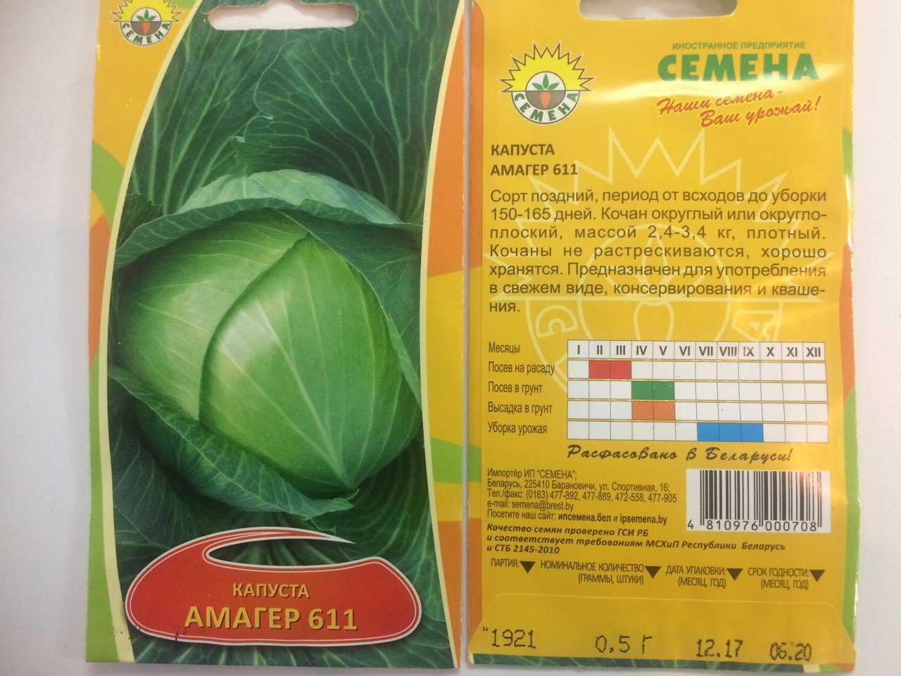 ✅ салат айсберг: выращивание из семян на даче, посадка и уход в открытом грунте