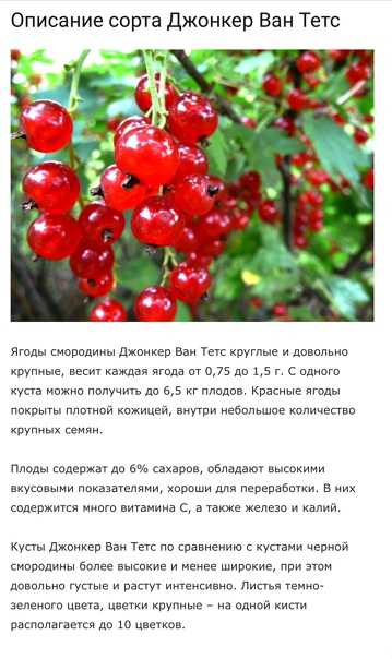 Красная смородина йонкер ван тетс: описание сорта, достоинства и недостатки, фото и отзывы