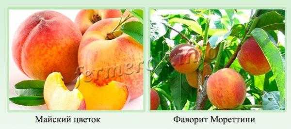 О сортах персика: для средней полосы, посадка, выращивание и уход