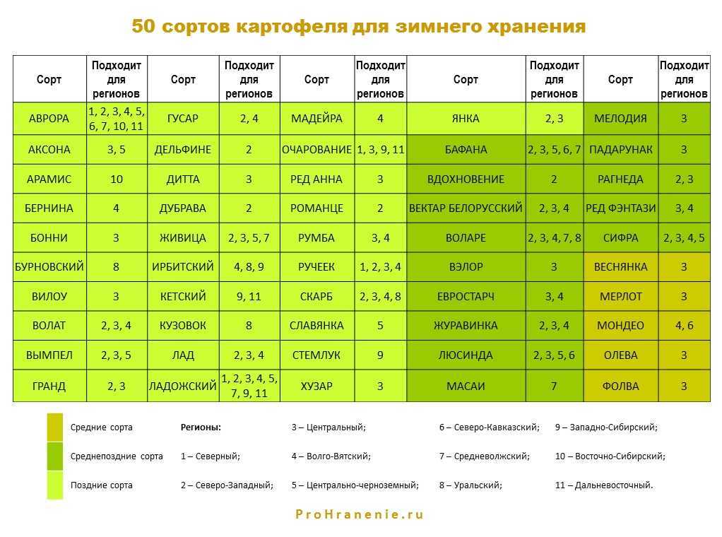 10 лучших сортов картофеля для средней полосы - рейтинг 2021