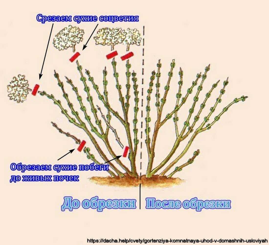 Гортензия - виды и сорта (15 фото) с описанием и характеристиками