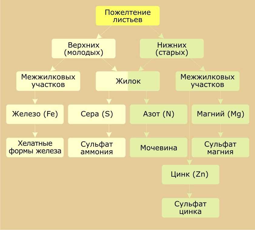 Желтеют и опадают листья у розы комнатной и садовой: почему у домашней в горшке сохнут и отваливаются цветки, от чего это бывает у уличного растения, что делать?дача эксперт