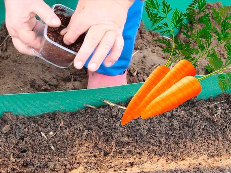 Посадка моркови под зиму осенью: какую морковку посадить и как это сделать, преимущества и недостатки позднезимнего выращивания