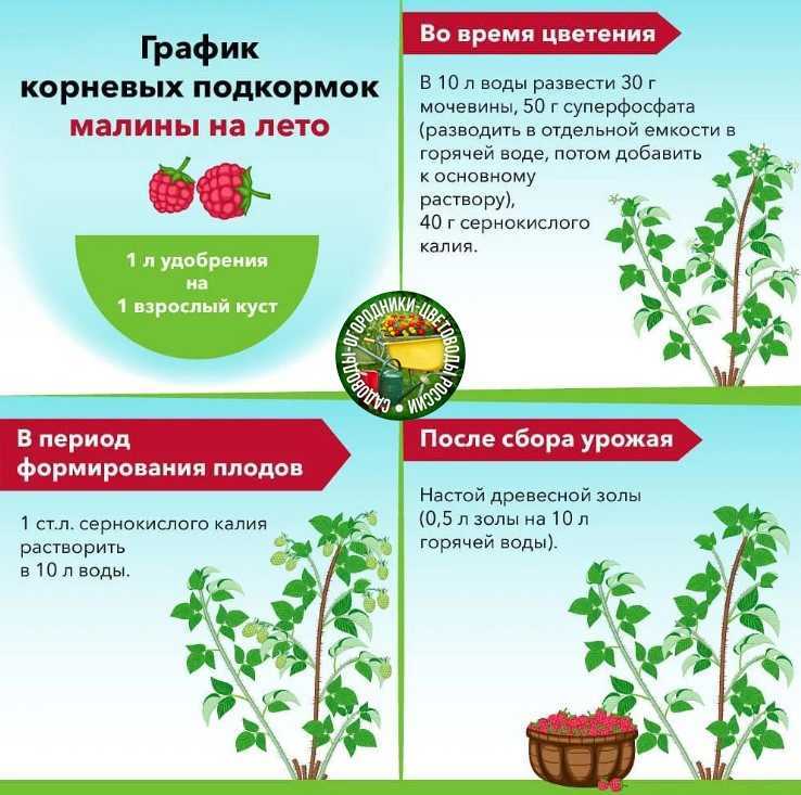 Подкормка смородины под корень и опрыскиванием