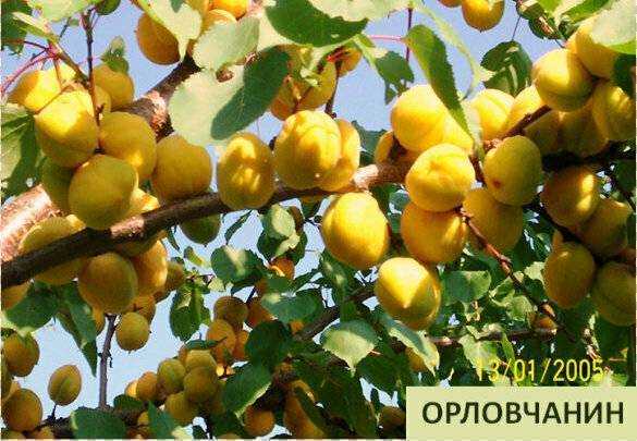 Абрикос орловчанин как сажать