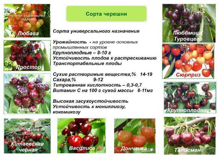 Черешня крупноплодная: описание сорта, фото, отзывы