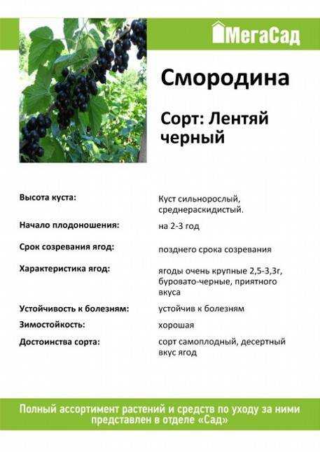 Чёрная смородина лентяй: описание сорта с характеристикой и отзывами, особенности посадки и выращивания и ухода, фото