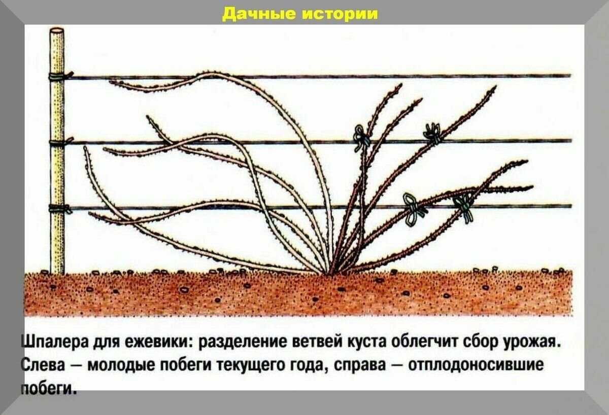 Подготовка ежевики к зиме – нюансы обрезки и укрытия + видео