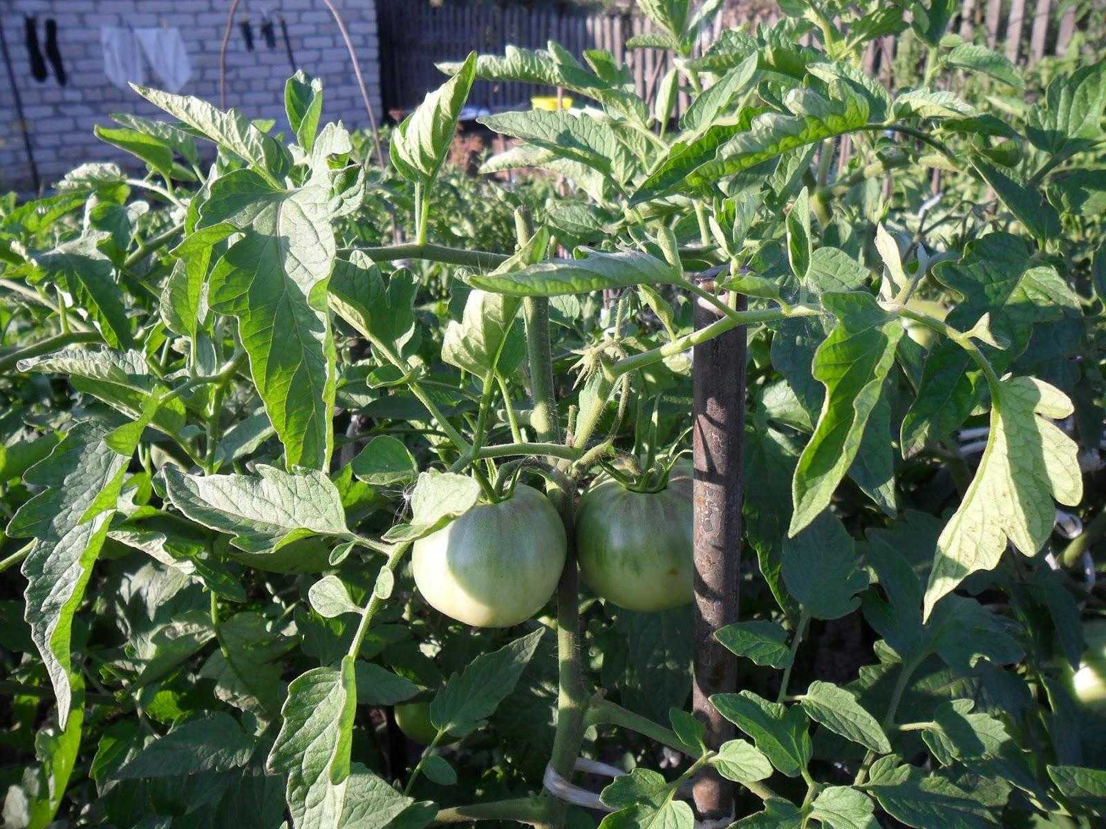 Томат андромеда – гибрид для выращивания на продажу