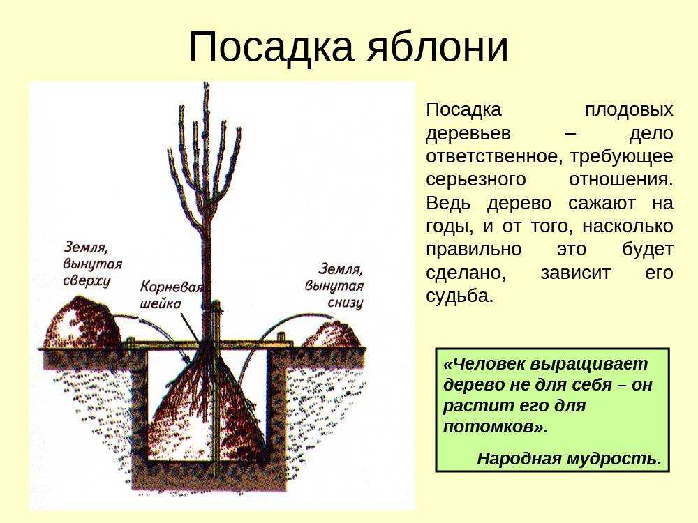 Посадка саженца вишни весной: пошаговое руководство и инструкция