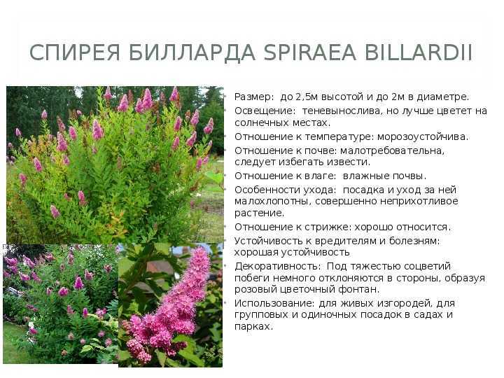Спирея серая в ландшафтном дизайне: грефшейм, японская и золотистая, композиции - 16 фото