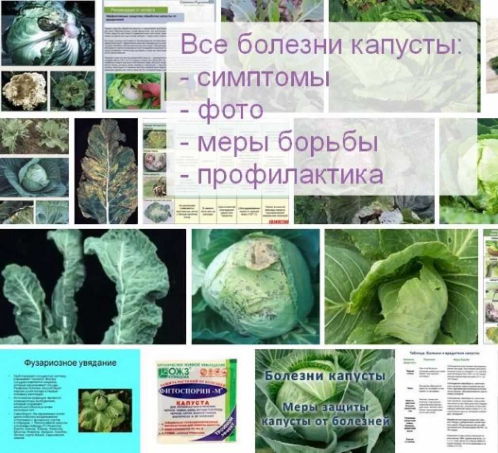 Кила капусты: меры борьбы и средства защиты, устойчивые сорта