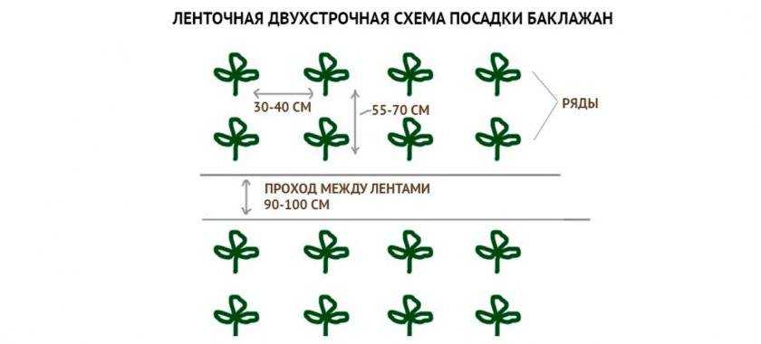 Лучшие сорта кабачков для открытого грунта
