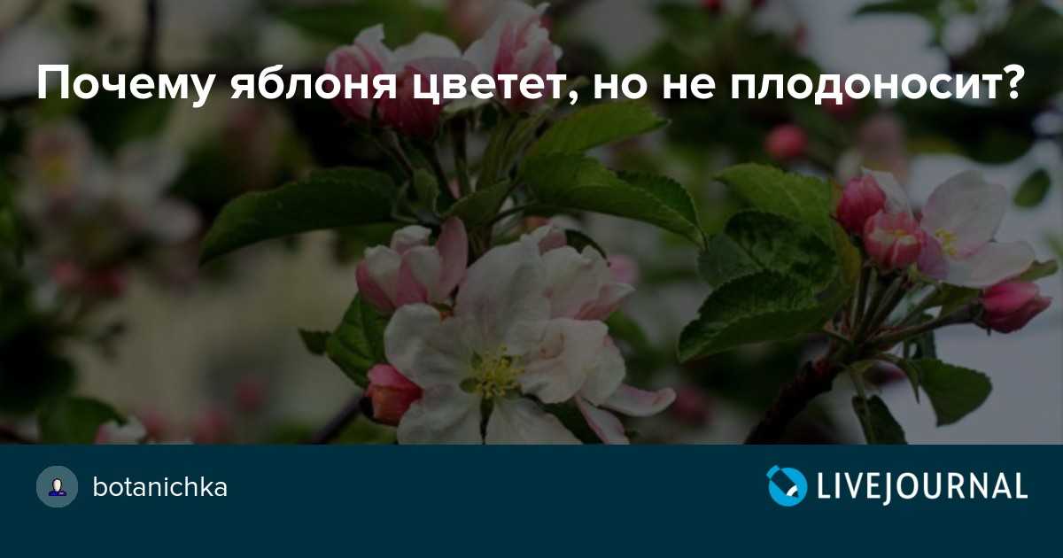 Почему не цветет яблоня - причины