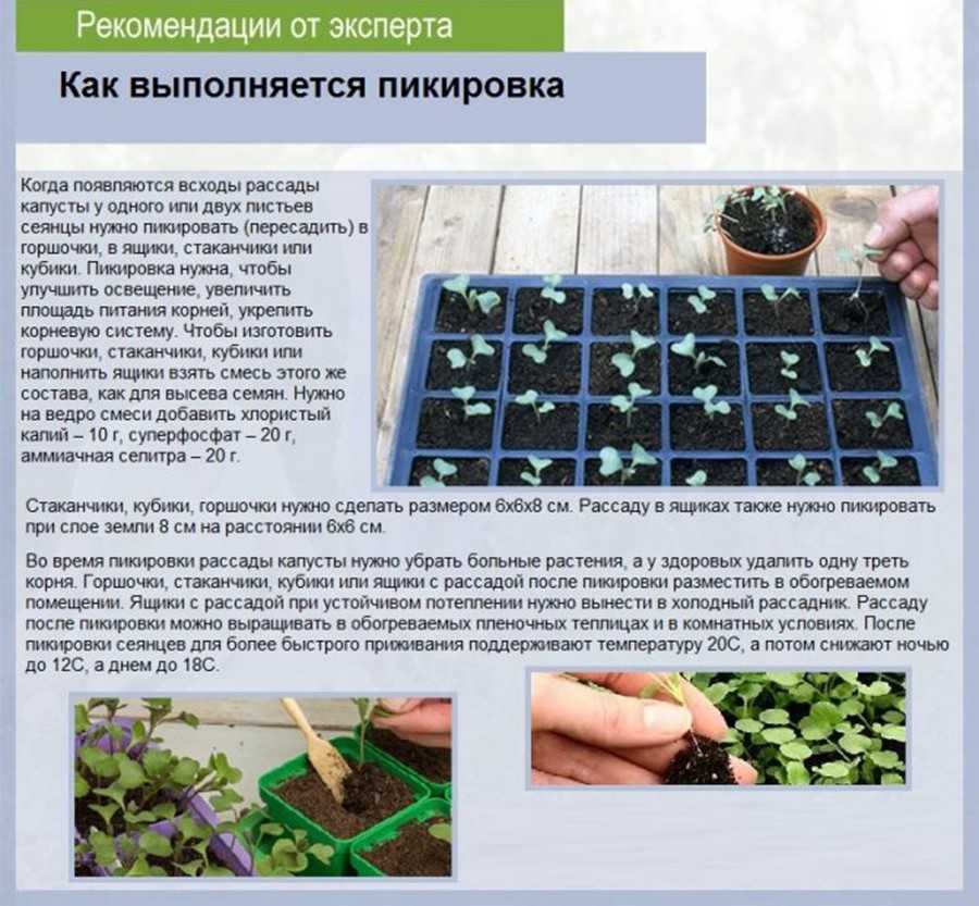 Выращиваем петрушку. когда и куда сажать? как ухаживать? фото — ботаничка