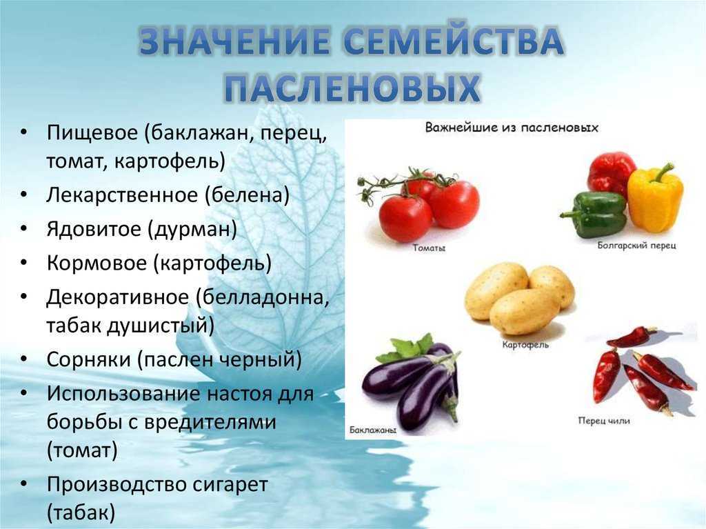 Паслен: уход в домашних условиях
