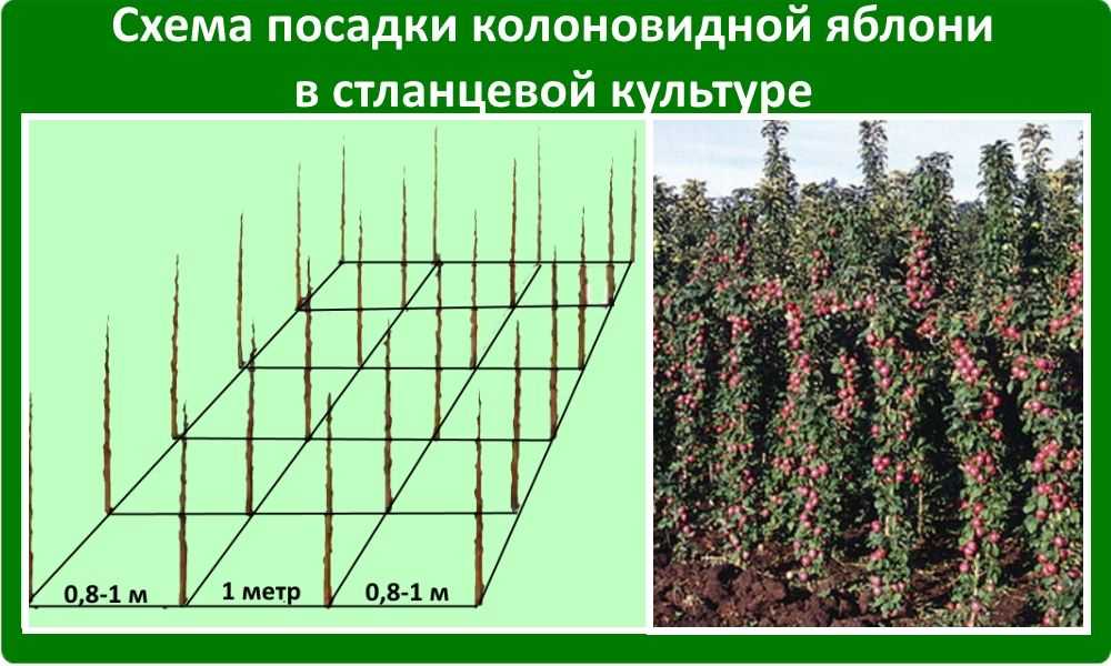 Карликовый подвой для яблони
